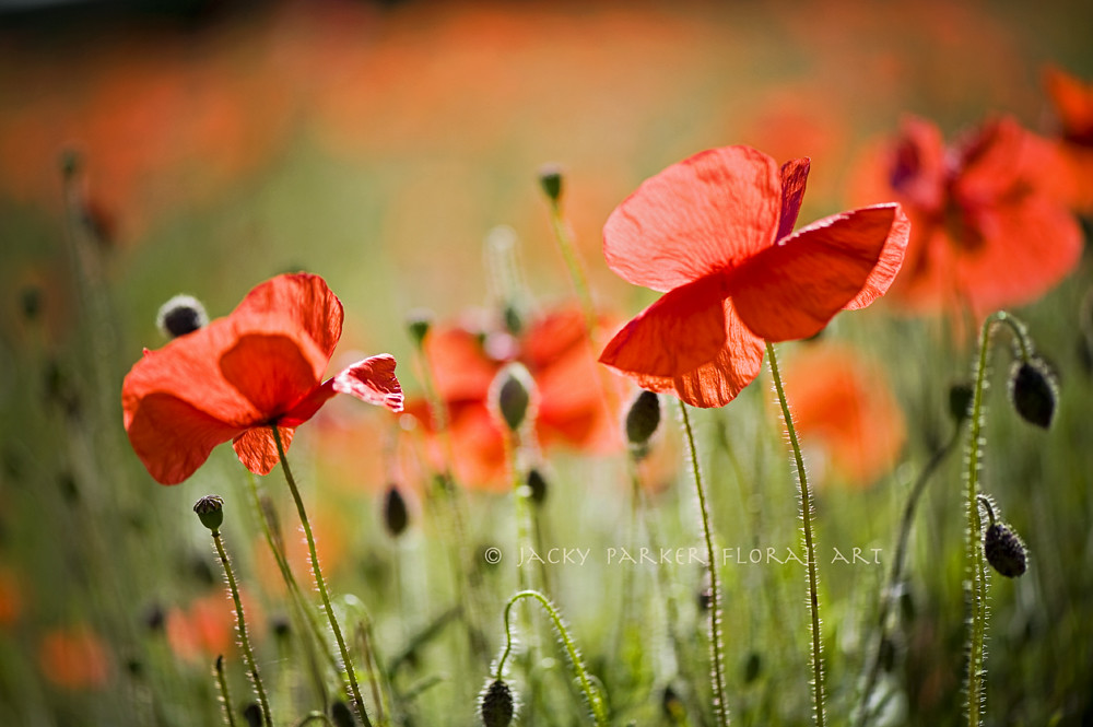 Dancing Poppies by Jacky Parker