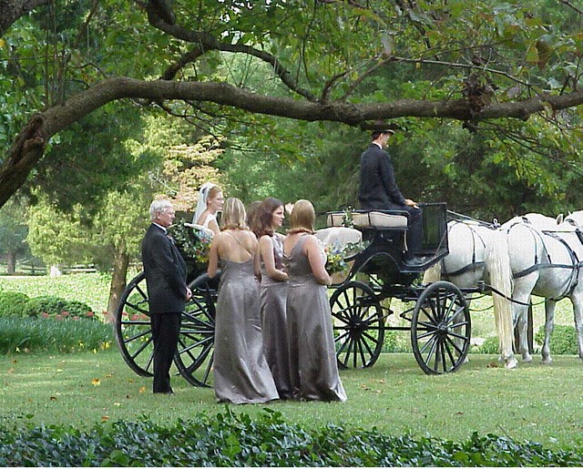 A bride and her wedding party enjoy a carriage ride at Chippokes State Park, Virginia