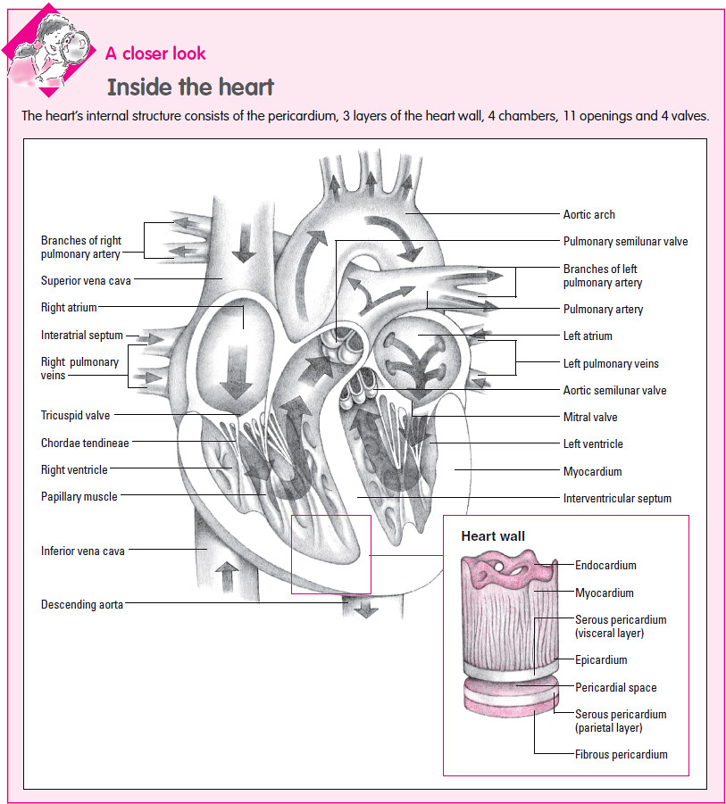 Structure of the Heart | Inside the heart's internal ...