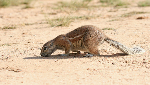 A Cape ground squirrel eating on the ground.