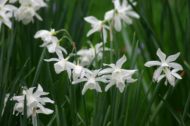 Triandrus Daffodil, Narcissus quot;Thaliaquot; Amaryllidaceae  Flickr  Ph