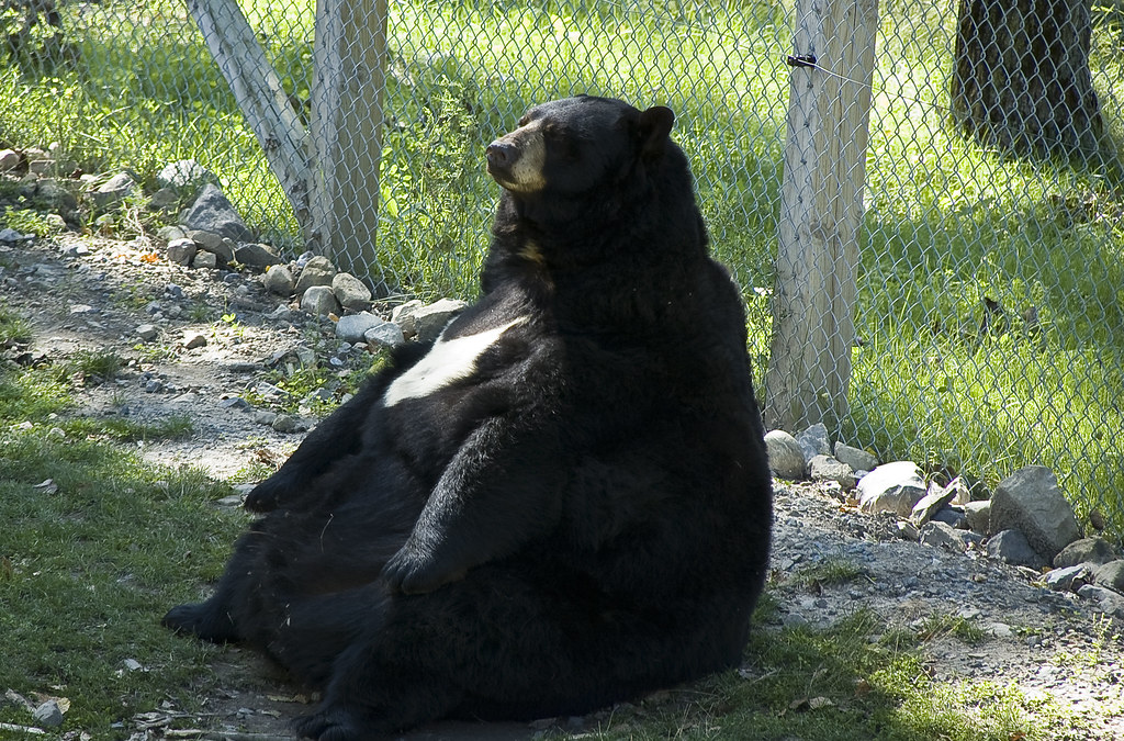 Big fat chubby bear
