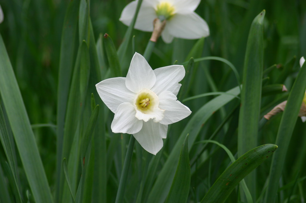 Trumpet Daffodil, Narcissus 