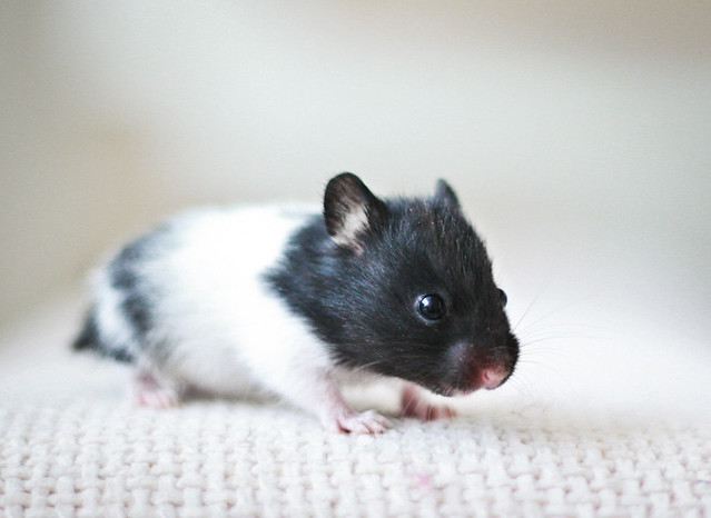 Black Banded SH Syrian hamster baby | Flickr - Photo Sharing!