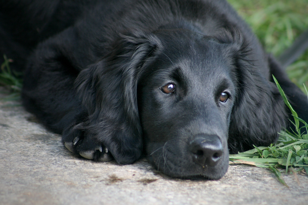 Flat-Coated Retriever Puppy | Nikki | Flickr