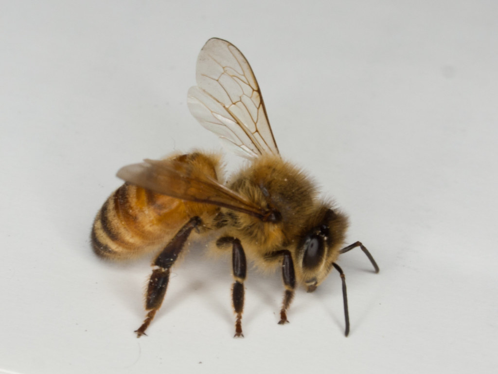 Image result for honeybee