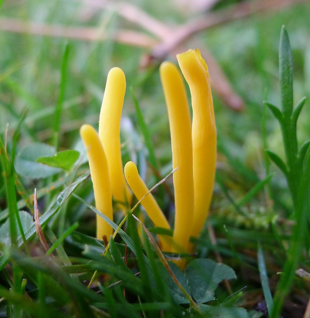 Yellow Club Fungus | Yesterday was all about the earthworks,… | Flickr