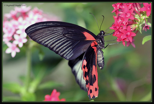 Scarlet Mormon Butterfly Papilio deiphobus rumanzovia Flickr Photo
Sharing!