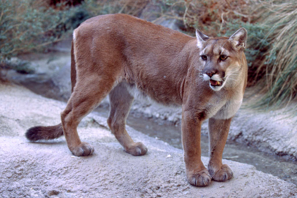 mountain-lion-female-jan-maguire-flickr