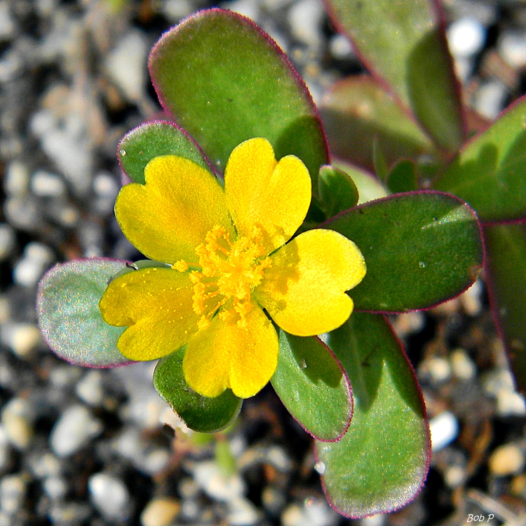  Purslane Portulaca oleracea  A tiny purslane  plant 