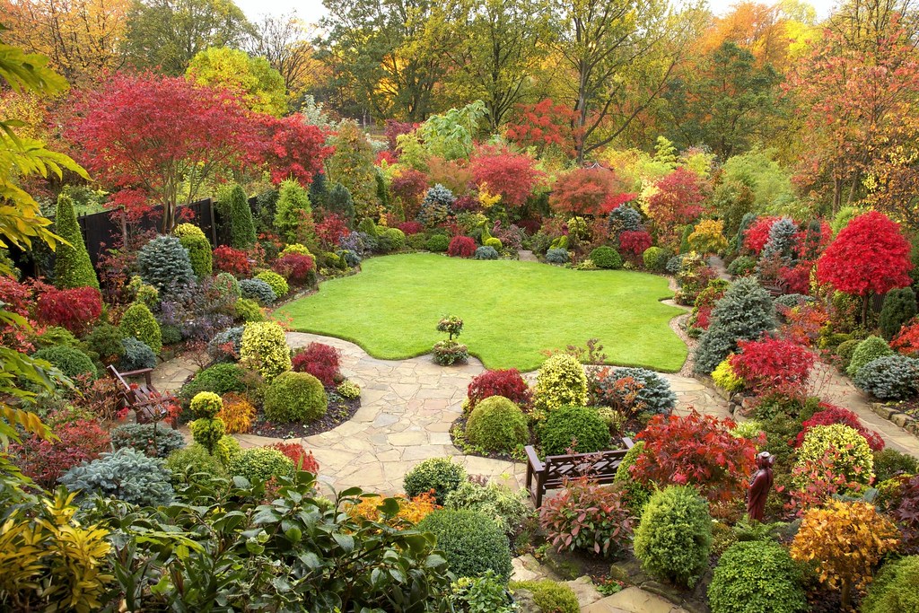 Autumn garden beautiful acer colours (November 1st) | Flickr
