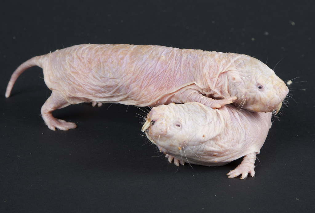 Naked Mole Rats Speak in Dialects Unique to Their Colonies 