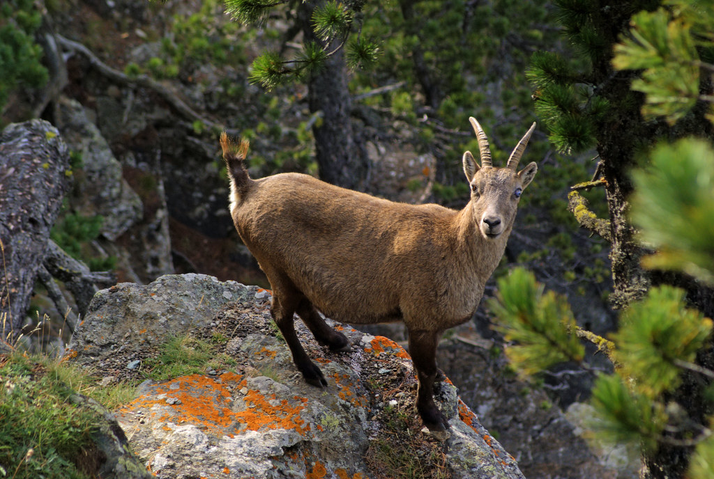 10-exotic-wildlife-in-france-you-can-spot-on-your-holiday