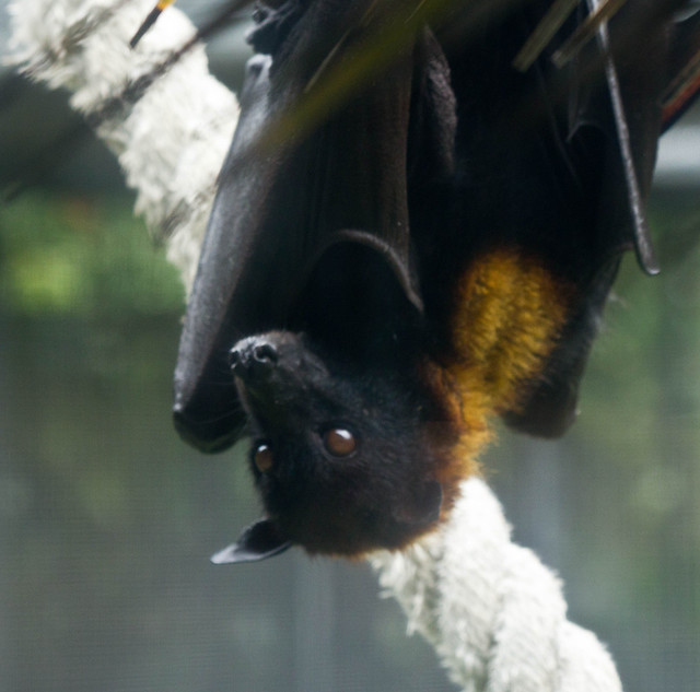 Flying Fox Fruit-eating Bat | Flickr - Photo Sharing!