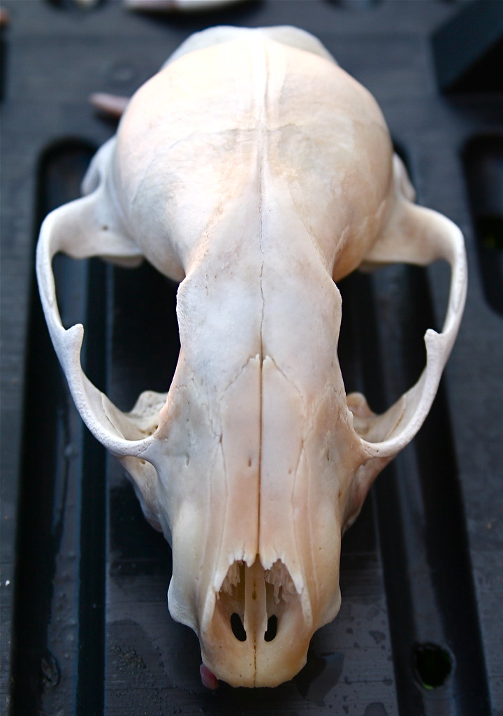Raccoon Skeleton: Skull | Raccoon skeleton. Skull bones blea… | Flickr