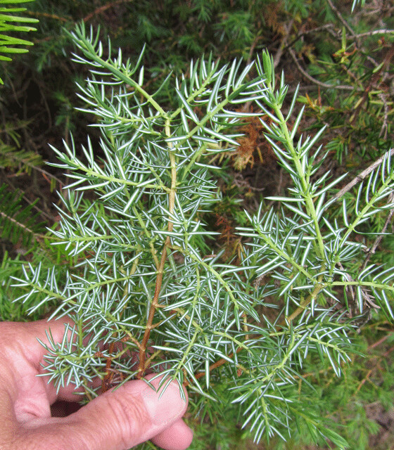 common-juniper-needles-bottom-found-in-peninsula-state-p-flickr