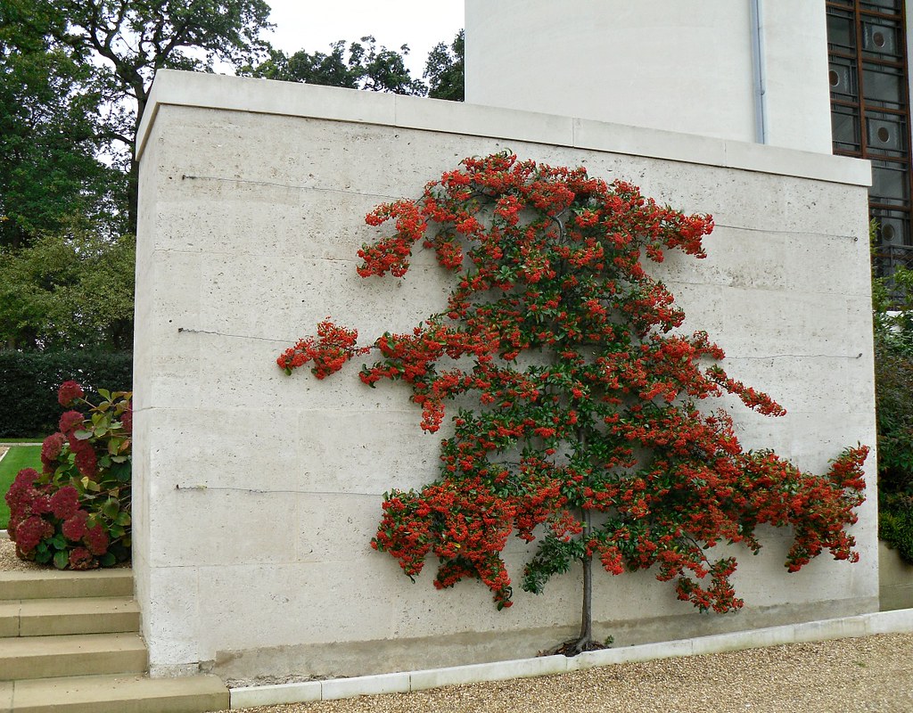 Espaliered Pyracantha | Trained Pyracantha at Madingley, Cam… | Flickr