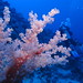 Diver and corals at Habili Ali, St John's reefs, Red Sea, Egypt #SCUBA ...