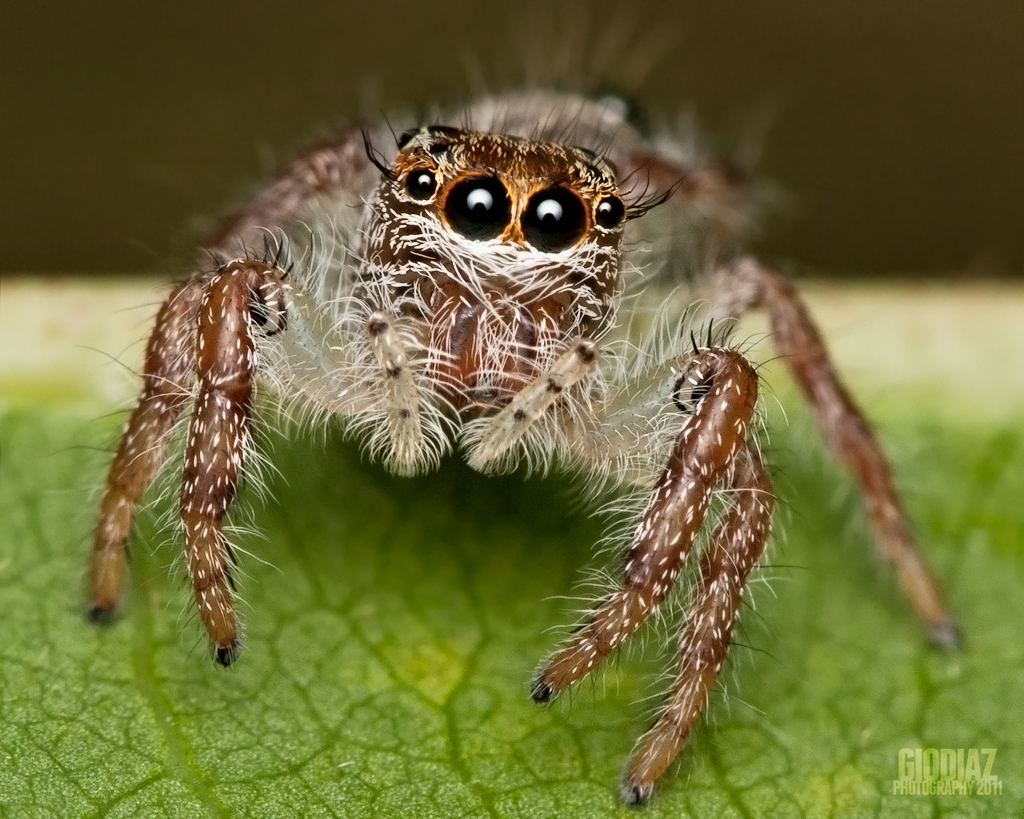 Skittish Jumping Spider [Salticidae] | This (slightly hairy … | Flickr
