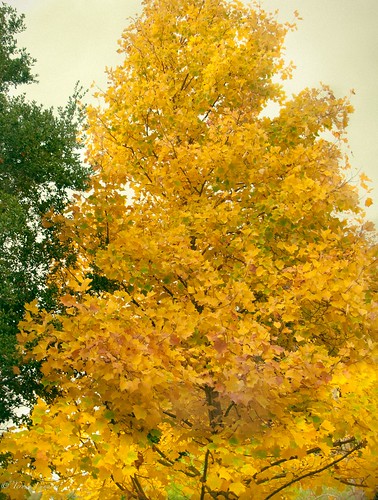 mustard tree | Teresa Lundeen | Flickr