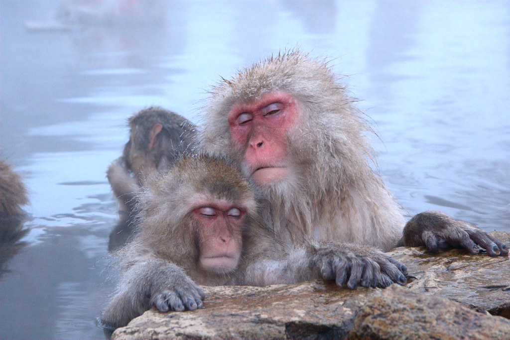 Resultado de imagen de monkey japan hot
