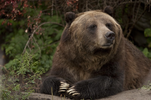Grizzly Bear | Grizzly Bear Detroit zoo. Look at those Claws… | Scott ...