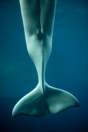 Beluga Whale's Tail