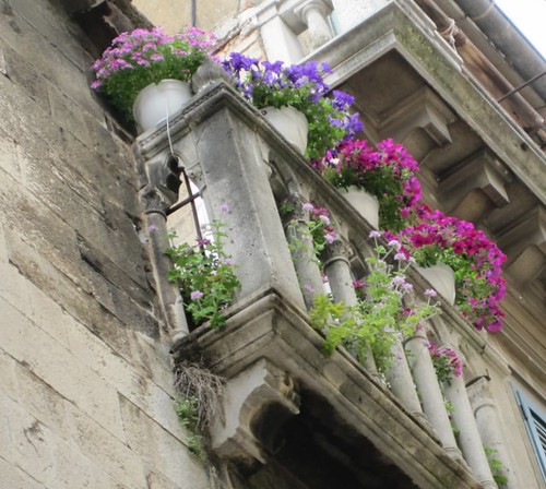 Flowers in the ruins
