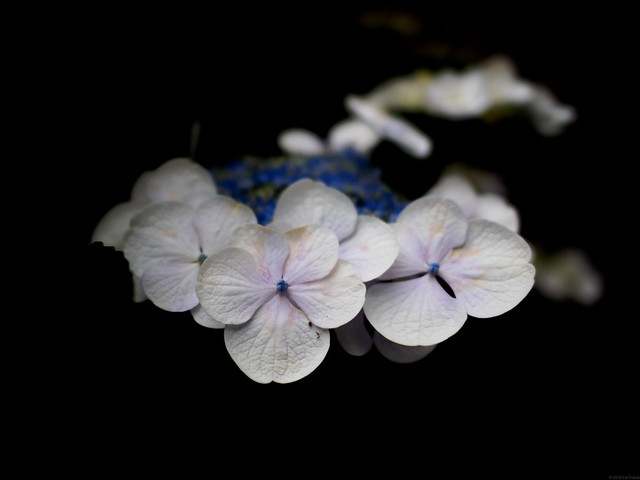 hydrangeas at Hakusan Shrine