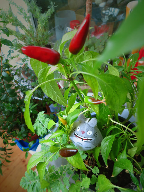 Day #170: totoro cultivates very hot peppers