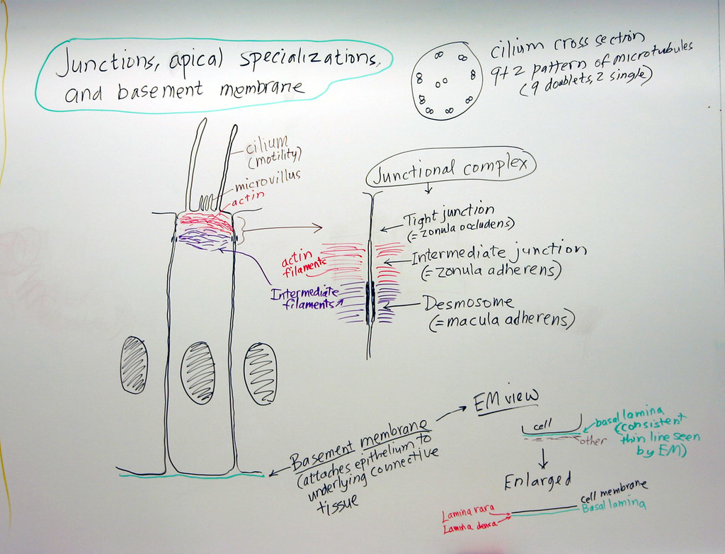 Epithelium Junctions Apical Specializations And Basemen Flickr