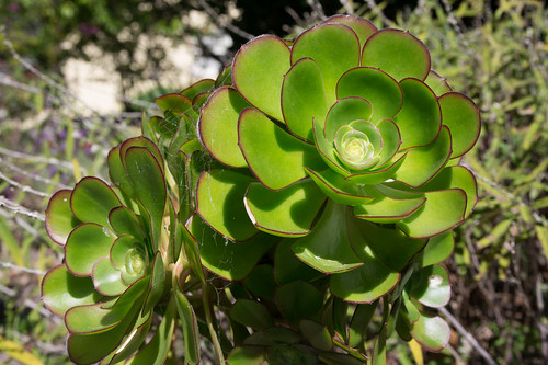 Succulent plants with radial symmetry | With smooth, round e… | Flickr