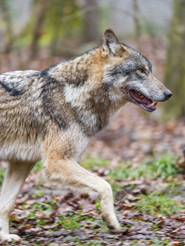 Profile of a walking wolf II