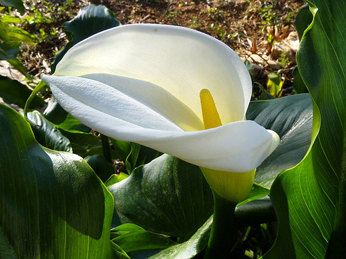 Calla Lily | The Calla Lily is probably one of the best know… | Flickr