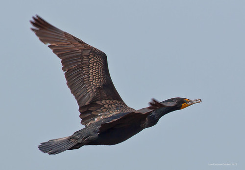 "Dark-crested" Double-crested Cormorant