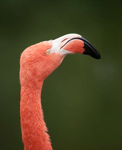 Flamingo | Flamingo at Whipsnade Zoo PERMISSION TO USE: Plea… | Flickr