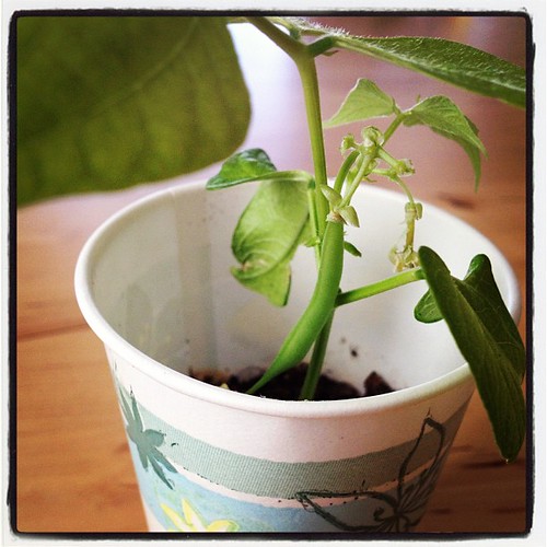 Masons ONE seed planted haphazardly in a paper cup in kindergarten actually grew, sprouted, & produced a bean!