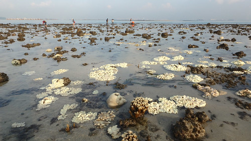 Mass coral bleaching at Terumbu Hantu, 9 Jun 2016