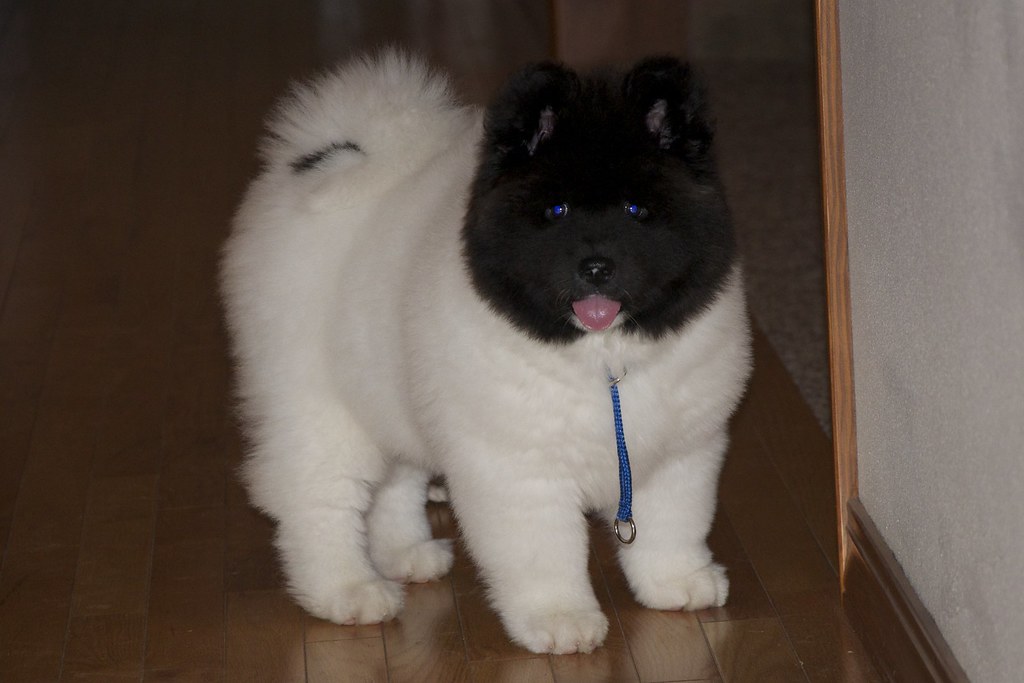 Ruby long coat Akita puppy | Flickr