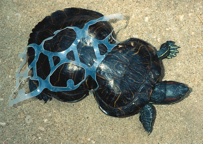 plastic_turtle