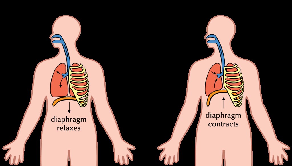 Diagram showing how diaphragmatic breathing works.