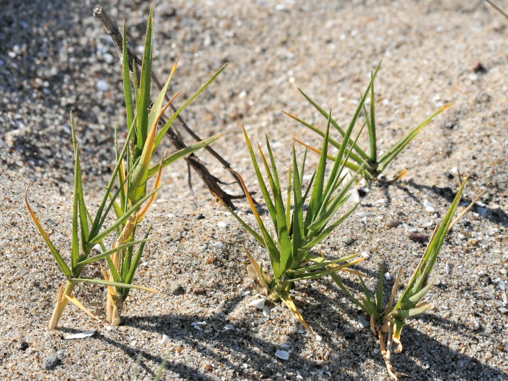 might grass growth be inhibited by salt