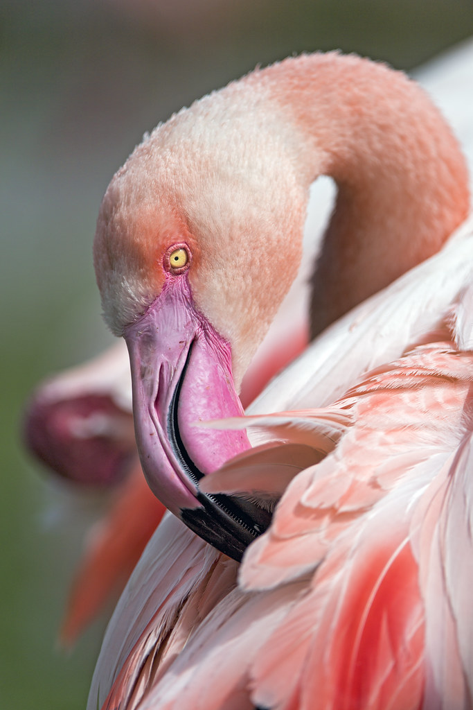 Flamingo grooming
