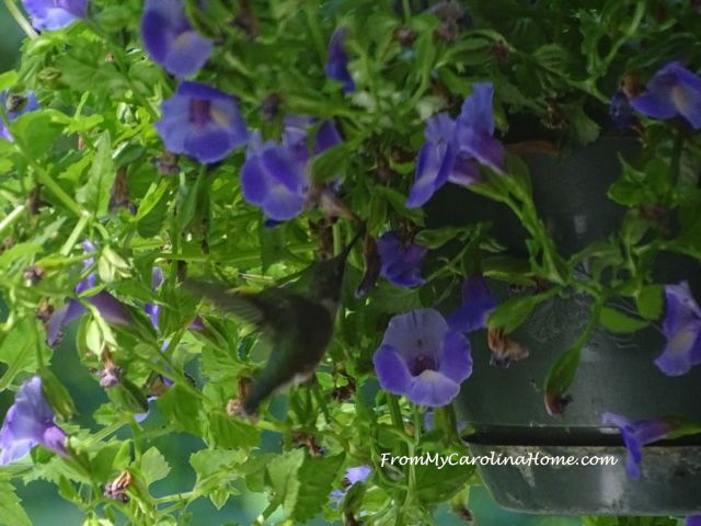 Hummingbird July 2016 6