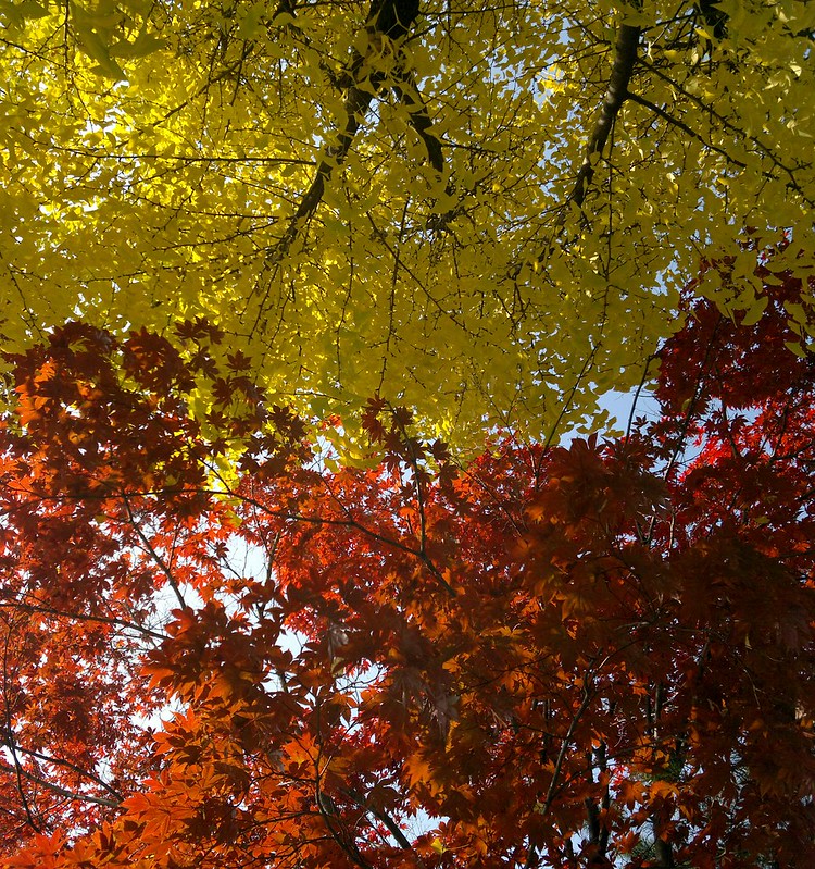 Ginkgo vs maple tree, Autumn in Korea