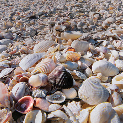 Vỏ nghêu, Vỏ sò, Vỏ ốc (seashells) | Phu Thinh Co | Flickr