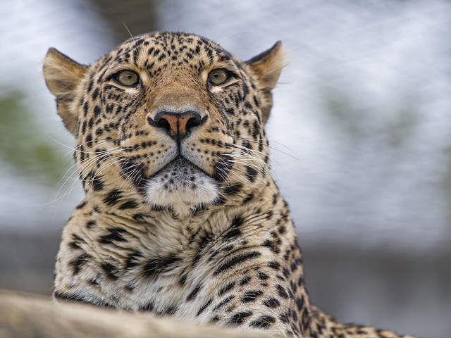 Male leopard looking around