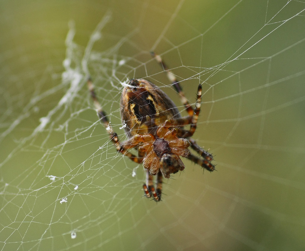 Common Orb Weaver Or Garden Spider Same Spider From Unders Flickr