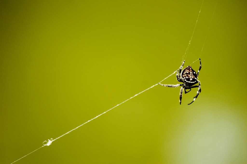 Image result for spider web string