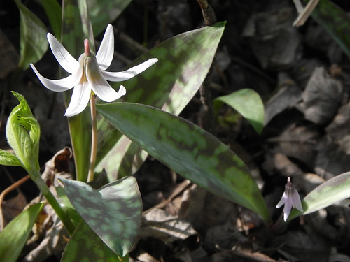 Cannon River Trout Lily Scientific and Natural Area